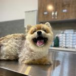 کلینیک دامپزشکی، گرومینگ و پت شاپ سپینود