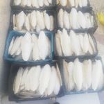 فروشگاه امیر دان پرندگان