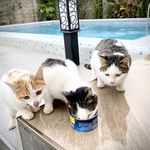 ویلای سه خواب با استخر آبگرم دهکده سبز