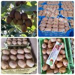 صادرات کیوی سورت وبسته یاسر ارشاد