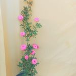 نهالستان سرو وکاج