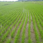 برنج فروشی سنجریان