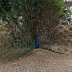 واحد پذیرایی سورنا رستوران سنتی