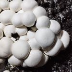 تولید قارچ بلنچ