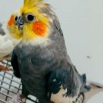 پرورش عروس هلندی مروارید