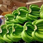 نسیم غرب کشت گر