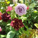 نهالستان سرو وکاج