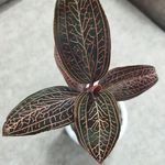 گلخانه شازده