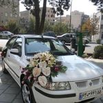 گل پالیز
