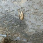 شرکت خدمات سمپاشی و ضد عفونی