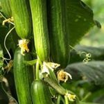 نسیم غرب کشت گر