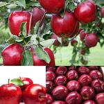 نسیم غرب کشت گر