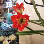 روشنایی و کالای برق لوکس