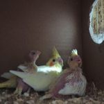 پرورش عروس هلندی مروارید