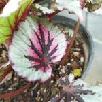 گلخانه شازده