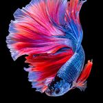 آکادمی هنری مهدیزاده