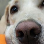 پانسیون خانگی موکا