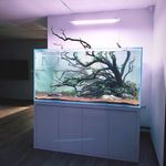 متخصص ساخت انواع آکواریوم و تراریوم