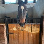 آموزش سوارکاری از مبتدی تا پیشرفته شبنم