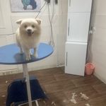 کلینیک دامپزشکی تریتامیرداماد