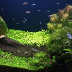 آکواریوم آرام
