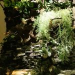 طراحی و اجرای آکواریوم آب شور