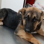 کلینیک حیوانات خانگی توسکا