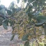 پسته و زعفران رسول جلودار ممقانی