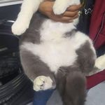 کلینیک دامپزشکی رکس