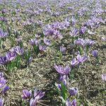 پسته و زعفران رسول جلودار ممقانی