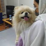 کلینیک دامپزشکی رکس