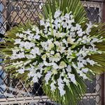 گلسرای نارسیس