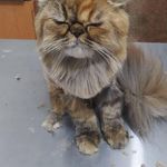 کلینیک دامپزشکی رکس