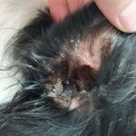 کلینیک دامپزشکی رکس