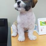 کلینیک دامپزشکی رکس