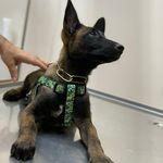 کلینیک دامپزشکی رکس