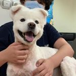 کلینیک دامپزشکی رکس