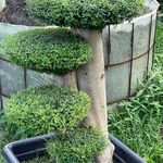 کلبه سبز  گل و گیاه رامشینی