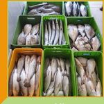 مرغ و ماهی شریفی