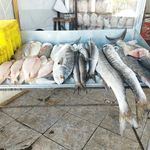 مرغ و ماهی شریفی