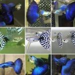 آکواریوم آرام