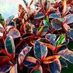 گلخانه و گلسرای مهدی یار