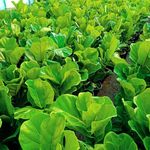 گلخانه و گلسرای مهدی یار