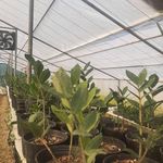 تولید گل آپارتمانی باقری