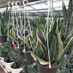 تولید گل آپارتمانی باقری