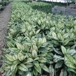 تولید گل آپارتمانی باقری