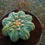 گلخانه و گلسرای مهدی یار