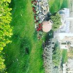 طراحی گل و گیاه • آبیاری قطره ای و آبنما