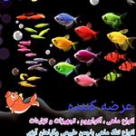 آکواریوم گلدن فیش