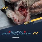 دامپزشکی سیار و شبانه روری دکتر دولت آبادی